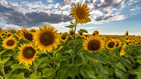 Sunflowers wallpaper