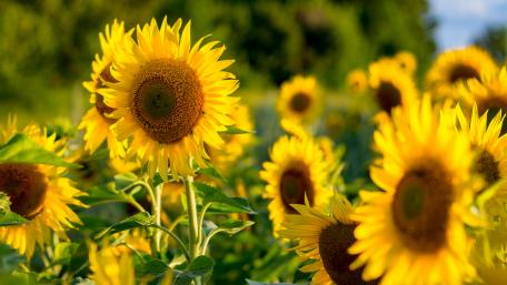 Sunflowers wallpaper