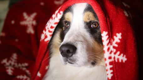 Dog under the blanket wallpaper