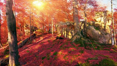 Transcarpathia fall forest wallpaper