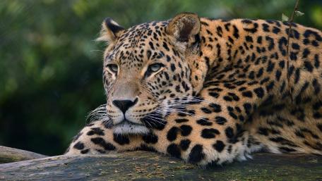 Leopard wallpaper
