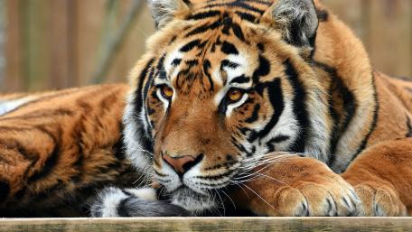 Tiger face wallpaper