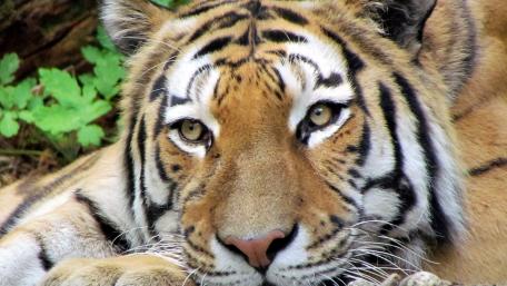Tiger face wallpaper