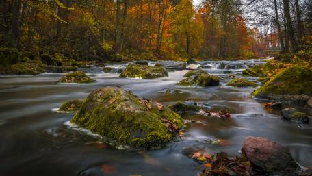 Forest Stream in Autumn Glory wallpaper