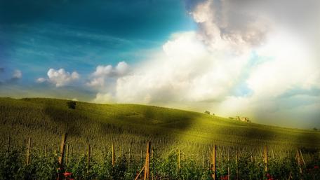 Vineyards wallpaper