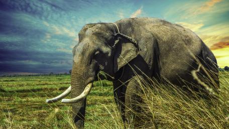 Gentle Giant of the Savanna wallpaper