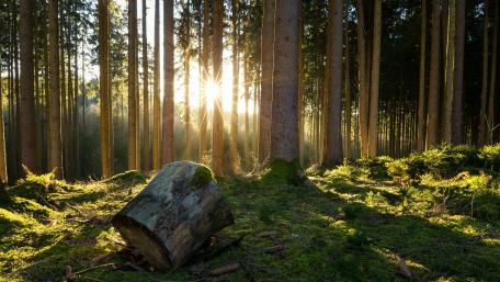 Serene Morning in a Spruce Fir Forest wallpaper