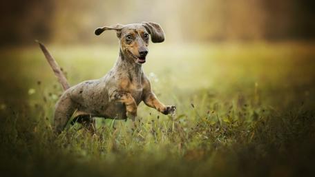 Dachshund running wallpaper