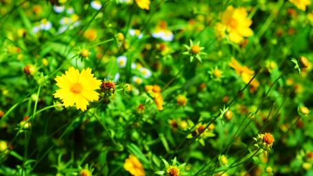 Yellow flowers wallpaper