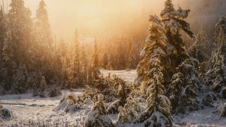 Winter Wonderland with Sunlit Forest Floor wallpaper