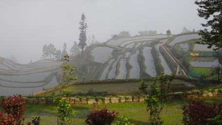 Rice Terrace wallpaper