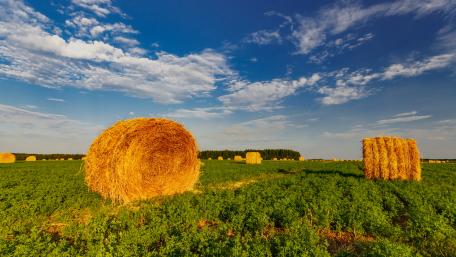 Hay straw wallpaper