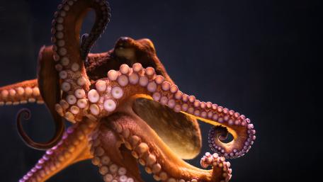 Octopus wallpaper