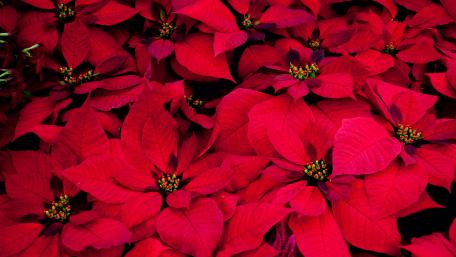 Red Poinsettia wallpaper