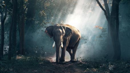 Majestic Elephant in Sunlit Forest wallpaper
