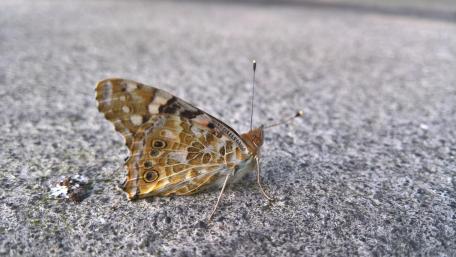 Elegant Butterfly Resting on Stone Surface wallpaper