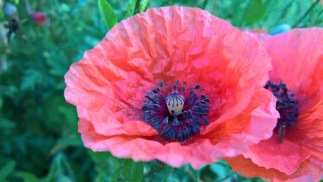 Poppy wallpaper