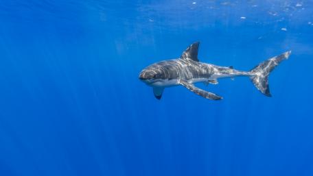 Great white shark wallpaper