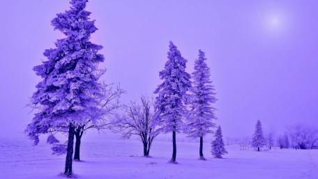 Purple Winter Wonderland wallpaper