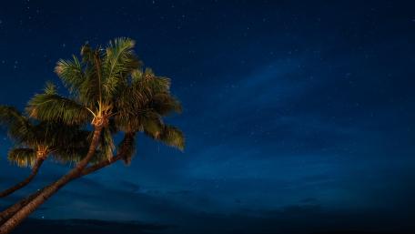 Palms under the starry sky wallpaper