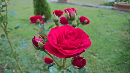 Red Rose wallpaper