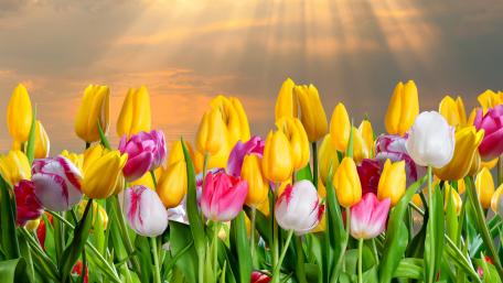 Springtime Tulip Splendor in Bloom wallpaper