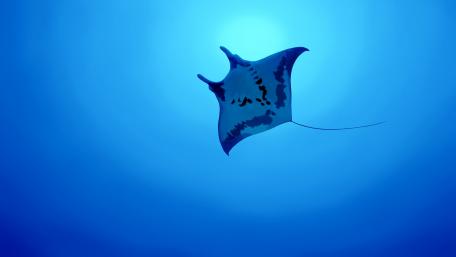 Manta ray wallpaper