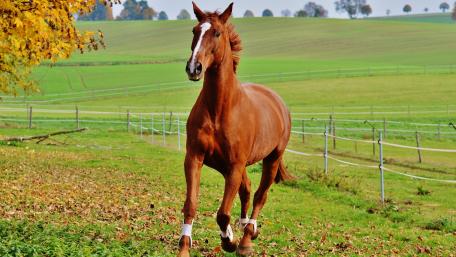 Graceful Horse in Lush Meadow wallpaper