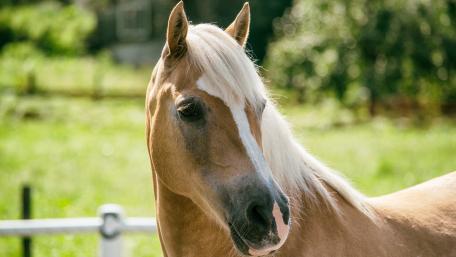 Haflinger mare wallpaper