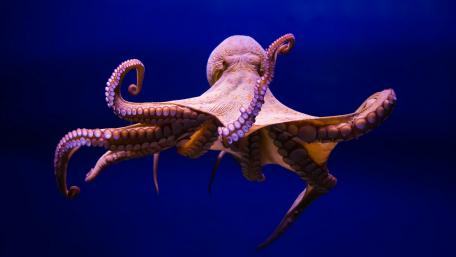 Octopus wallpaper