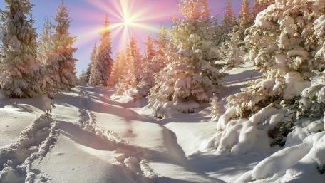 Winter sunlight wallpaper