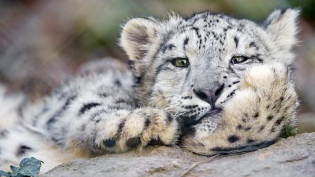 Snow Leopard cub wallpaper