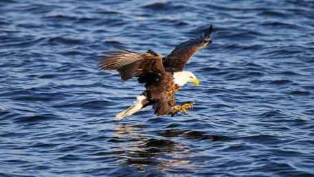 Fishing Eagle wallpaper