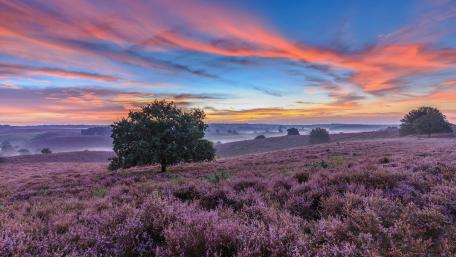 Serene Sunrise Over Purple Fields wallpaper