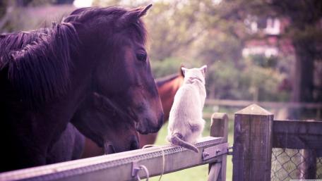 Majestic Horse and Curious White Cat in Harmony wallpaper