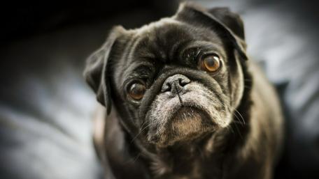 Black pug dog wallpaper