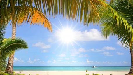 Sandy beach with palms wallpaper
