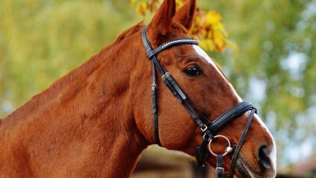Majestic Brown Horse Close-Up Wallpaper wallpaper