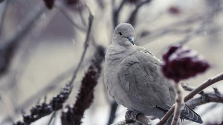Dove wallpaper