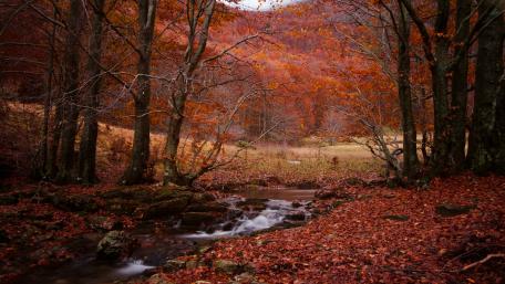 Autumn Serenity by the Forest Creek wallpaper