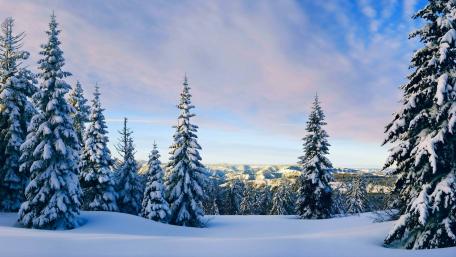 Snowy pine trees wallpaper