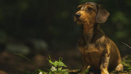 Wirehaired Dachshund wallpaper