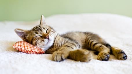 Checkered cat pillow wallpaper