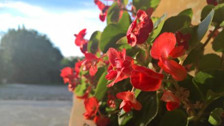 Vibrant Red Blossoms in Nature's Embrace wallpaper