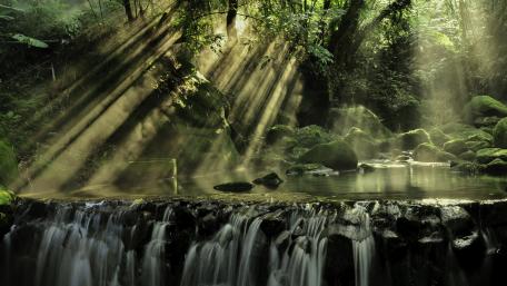 Sun rays in the rainforest wallpaper