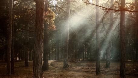 Serene Sunlight Streaming Through Forest Trees wallpaper