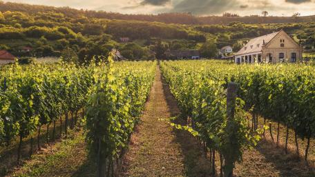 Vibrant Vineyard Serenity in Countryside Charm wallpaper