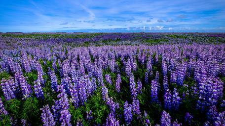 Vibrant Lupine Fields in Springtime Beauty wallpaper