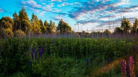 Vibrant Spring Meadow Landscape Inspired by Nature's Beauty wallpaper