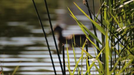 Serene Bird Among Blurry Nature Scene wallpaper